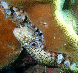 Costa Rica Pacific sealife
