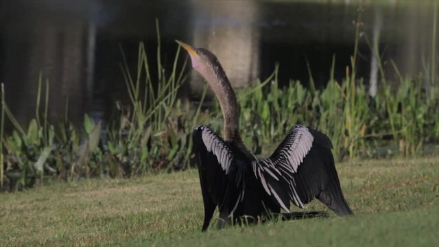 medium shot of an anhinga on the shore of a lake