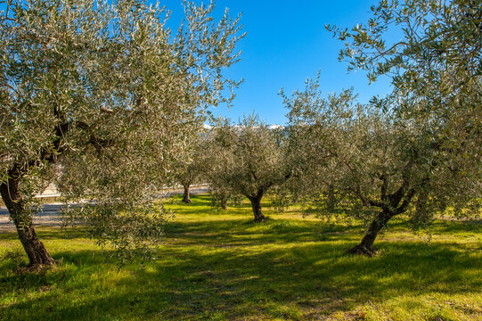 Uliveto in Umbria