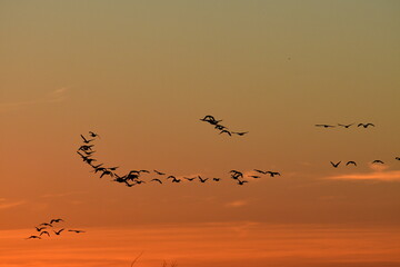 Flock of Geese Flying in a Sunset Sky