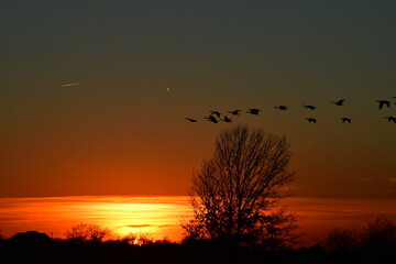 Flock of Geese Flying Over a Sunset