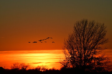 Geese Flying in a Sunset