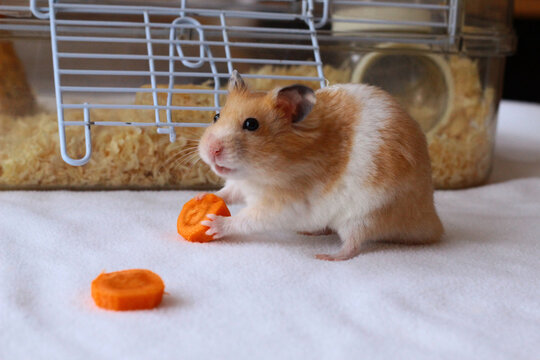 Chomik syryjski jedzący marchewkę