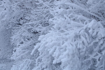 Fluffy snow covered branches of bushes 