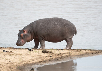 Adult hippo out of water