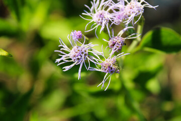 flores silvestres en jardín 