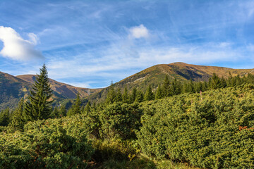 Trail to Mount Hoverla. Carpathian Mountains in Ukraine.