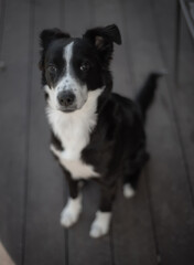 Black and White Cute Border Collie looking up 