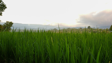 green grass and blue sky