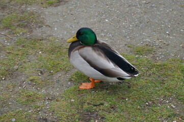 A duck standing near a lake