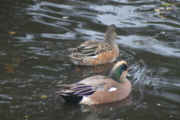 A pair of ducks swimming in a lake