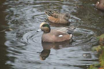A couple of ducks swimming in water