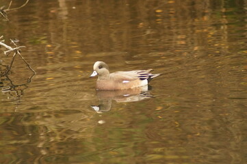 A duck floating in the water