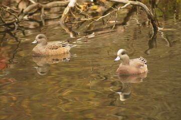 A couple of ducks cruising in a lake