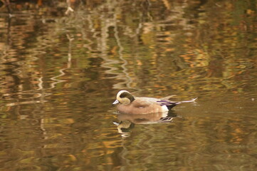 Duck in a calm lake