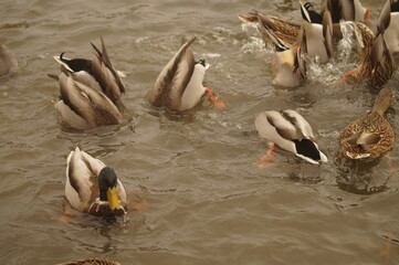 Diving ducks looking for food