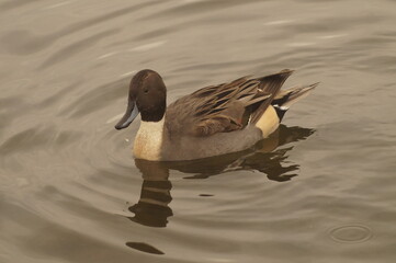 Duck floating on a calm lake