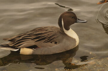 A duck swimming on a lake