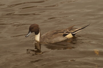 A duck swimming in a lake