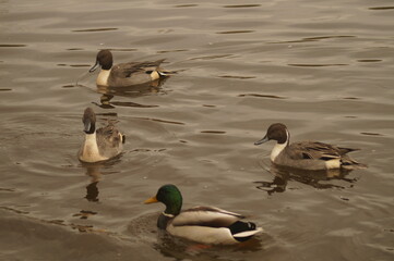 A group of ducks on water