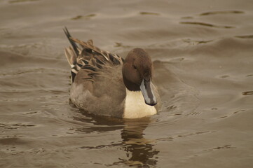A duck swimming in a lake