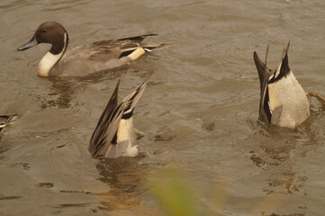 Ducks looking for food