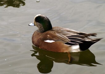American wigeon duck in a lake
