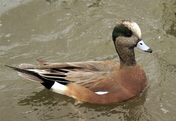 American wigeon duck in a lake