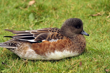 A duck resting on grass