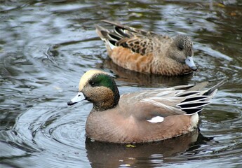 Fototapeta premium American wigeon duck in a lake