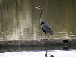 Great blue heron on a log