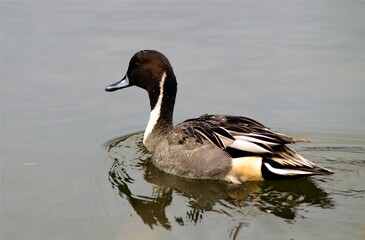 Northern pintail duck swimming