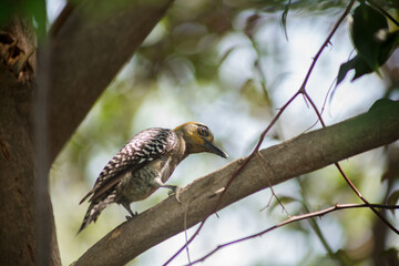 Pájaro carpintero