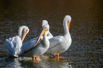 A White Pelicans Standing on a Submerged Log and Preening Together