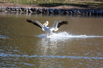 A White Pelican Landing on a Lake and Creating a Splash as it Hits the Water