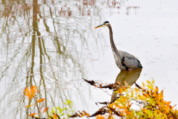 Heron in the Pond 01