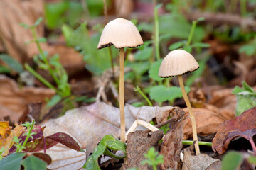 Mushroom Brittlestem 01