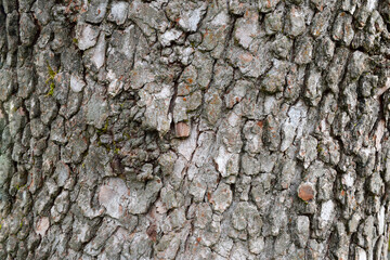 Dogwood Bark Texture 02