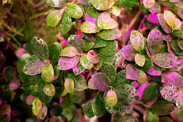 A plant under a growing lamps (ultraviolet phyto lamp ) with dew drops. Home grow of flowers seeds.