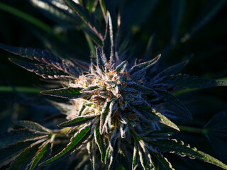 Naklejka na ściany i meble Outdoor Sungrown Full Spectrum Cannabis Marijuana Flower Plant Bud Colorful Animal Mints