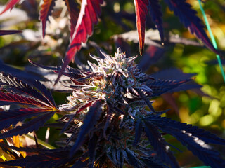 Outdoor Sungrown Full Spectrum Cannabis Marijuana Flower Plant Bud Colorful Animal mints