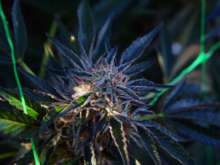 Outdoor Sungrown Full Spectrum Cannabis Marijuana Flower Plant Bud Colorful Animal Mints