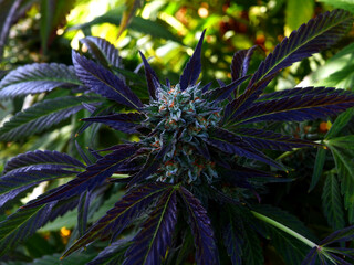 Outdoor Sungrown Full Spectrum Cannabis Marijuana Flower Plant Bud Colorful Biscotti