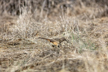 A Brown Thrasher Bird with a Curved Beak Feeding and Foraging in the Dry Grass