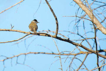 Blackcap bird on the branch in a forest in winter