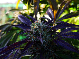 Outdoor Sungrown Full Spectrum Cannabis Marijuana Flower Plant Bud Colorful Biscotti