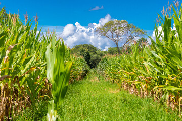 corn plantation in the interior of Brazil