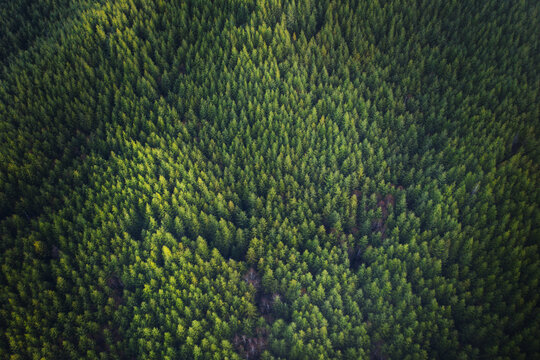 Green background Douglas Fir Trees in Oregon, aerial view. © mdurson