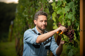 vineyard owner cut grapes with gardening scissors, winery
