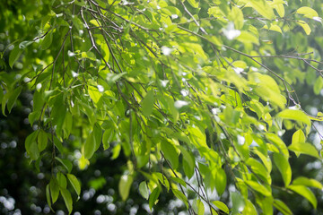 The leaves are exposed to the morning sun. Morning vibes